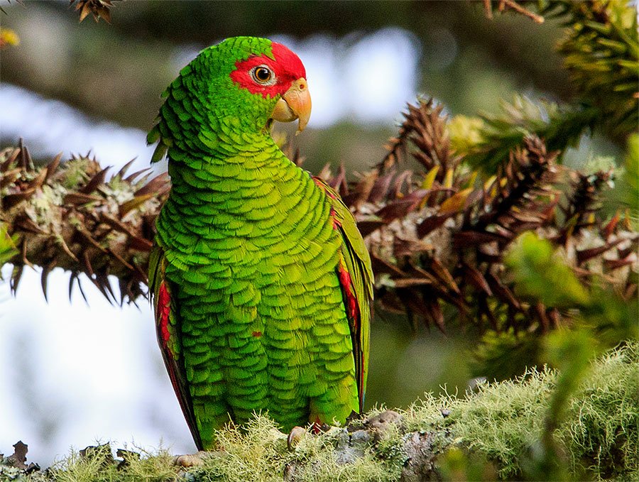 Papagaios são o retrato das paletas de cores que combinam na natureza. A base em verde amarelado é rompida pelos tons de vermelho.